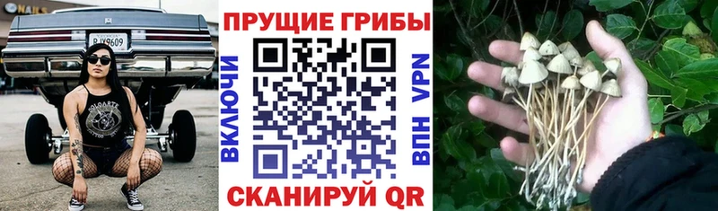 Псилоцибиновые грибы мухоморы  Ессентукская 